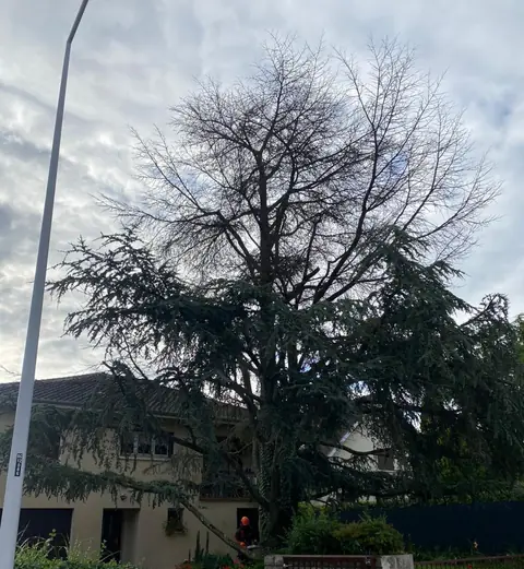 Avant : Un grand cèdre devant une maison.