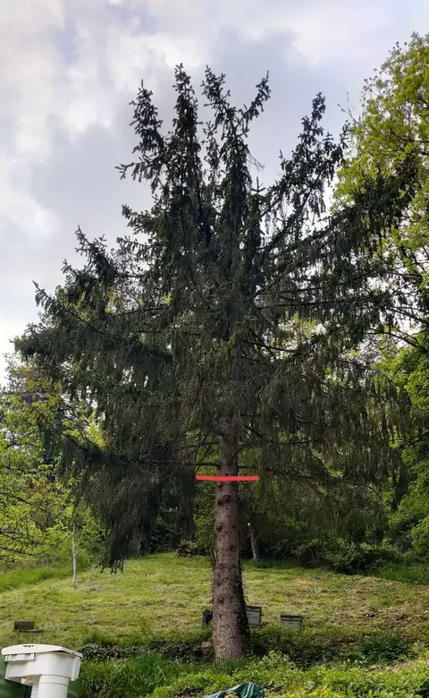 Un grand conifère marqué d'un ruban rouge, sur un terrain en pente.