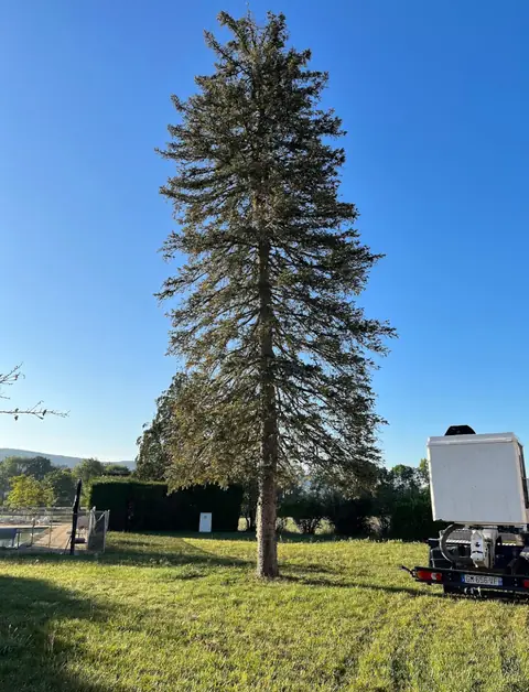 Avant : Un grand pin sur une pelouse, le camion-nacelle à côté.