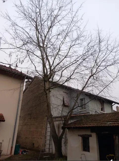 Avant : Un grand arbre contre les murs d'une maison ancienne, une échelle au pied.