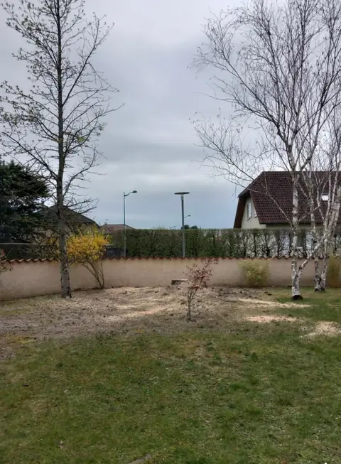 Après : Le jardin dégagé entre les bouleaux, le cèdre abattu.