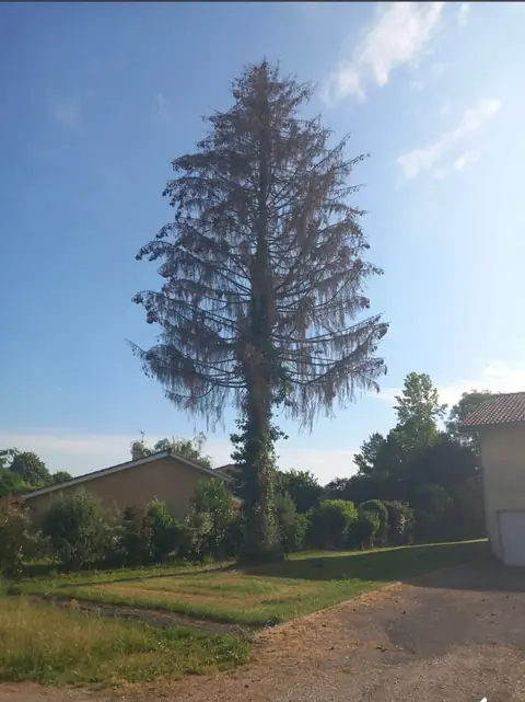 Avant : Un grand conifère mort, couvert de lierre, au bord d'un jardin.