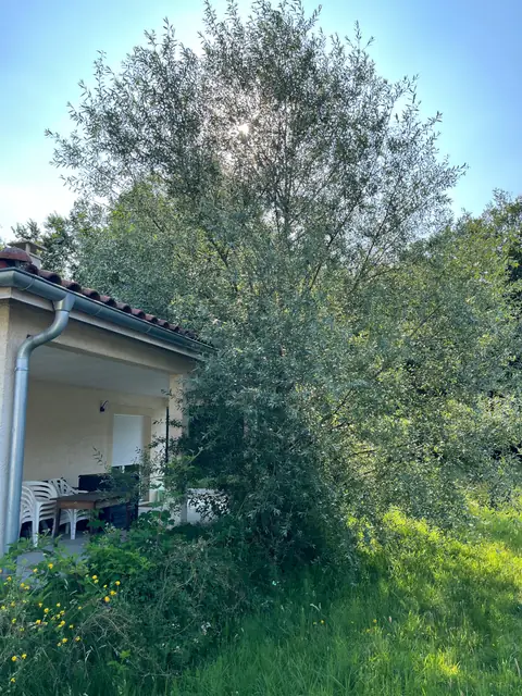 Avant : Un arbre touffu qui envahit le bord d'une terrasse couverte.