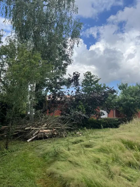 Après : Le conifère abattu, ses branches au sol.