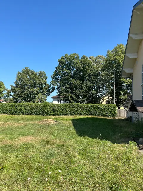 Après : La pelouse dégagée devant une haie, le cèdre abattu.