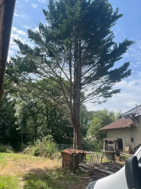 Avant : Un grand conifère au fond d'un terrain, près d'une maison.