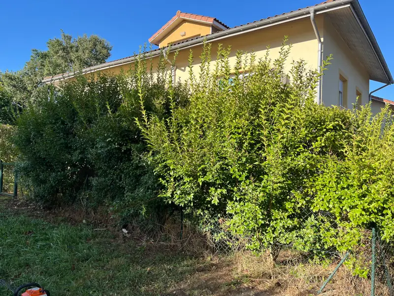 Avant : Des haies en broussaille devant une maison.