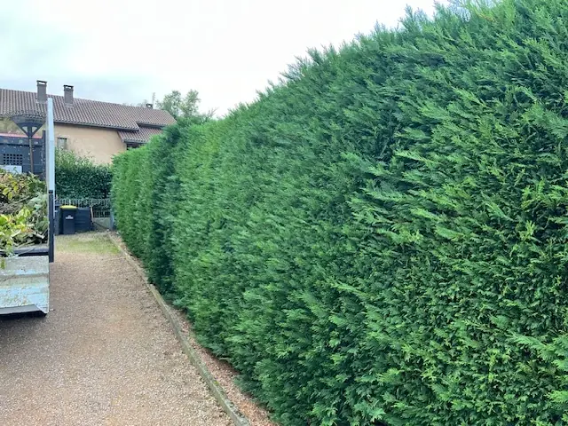 Avant : Une haie de conifères qui déborde sur une allée.