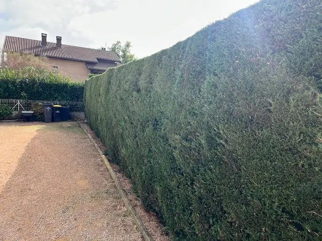 Après : La même haie de conifères, taillée droite le long de l'allée.
