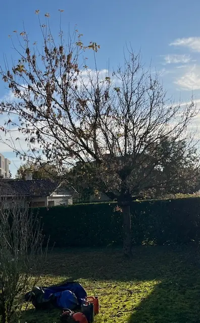 Avant : Un arbre encore en feuilles dans un jardin, le matériel posé au pied.