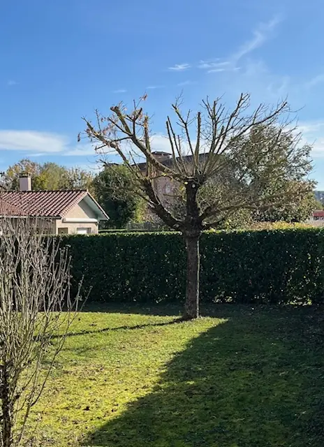Après : Le même arbre, ses branches taillées, devant une haie.