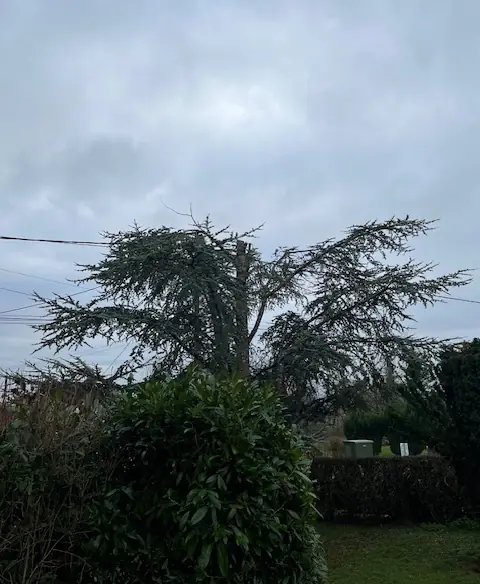 Après : Le même cèdre, sa cime coupée.
