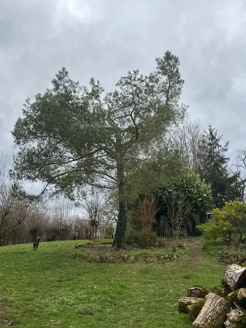 Avant : Un pin au milieu d'un jardin, près d'un massif.