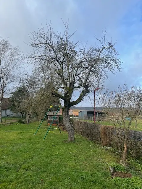 Avant : Un arbre au fond d'un jardin, près d'une balançoire.