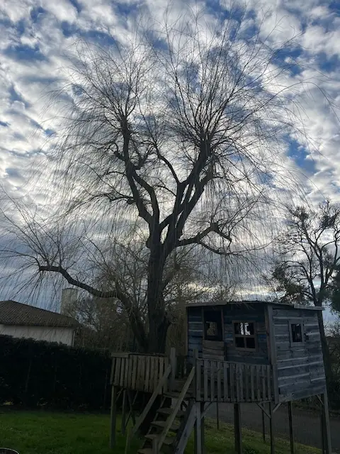 Avant : Un grand saule au houppier touffu, au-dessus d'une cabane perchée en bois.