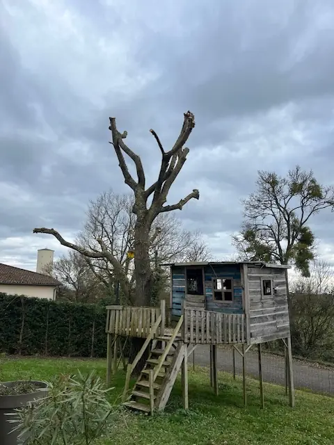 Après : Le même saule, ses branches coupées court, au-dessus de la cabane perchée.