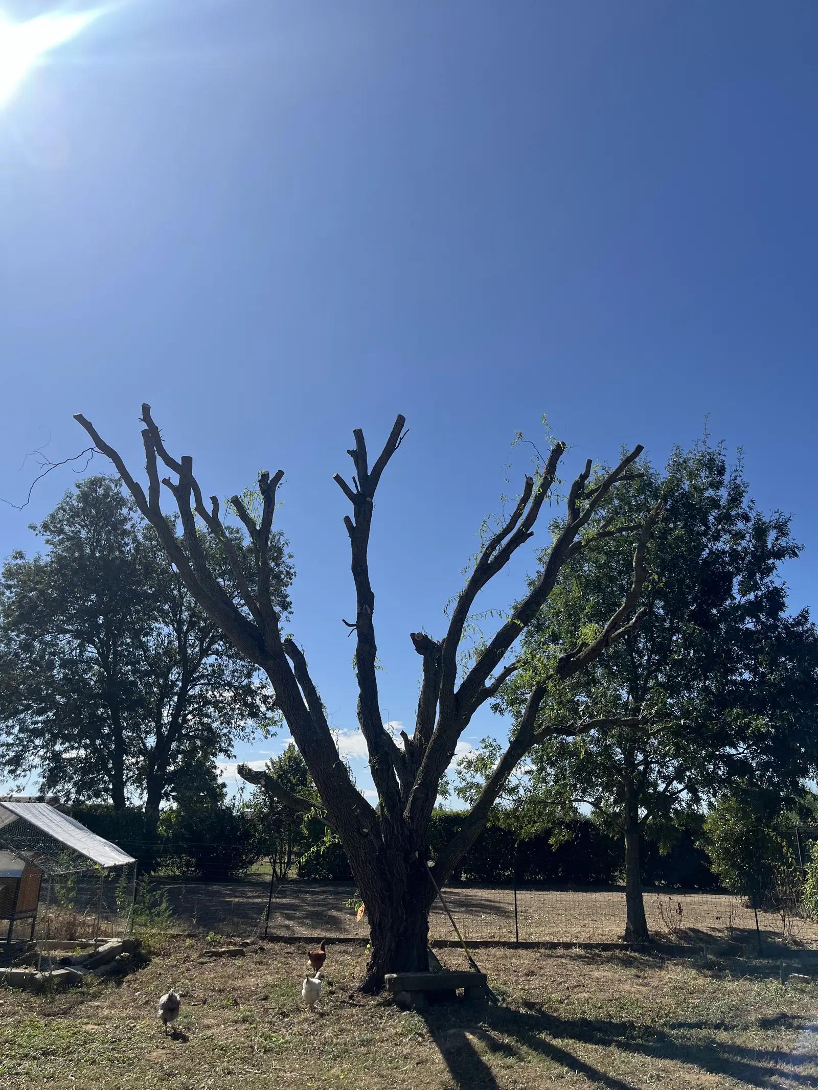 Dans un pré où picorent des poules, un grand arbre dont les grosses branches ont été coupées court, en plein soleil.