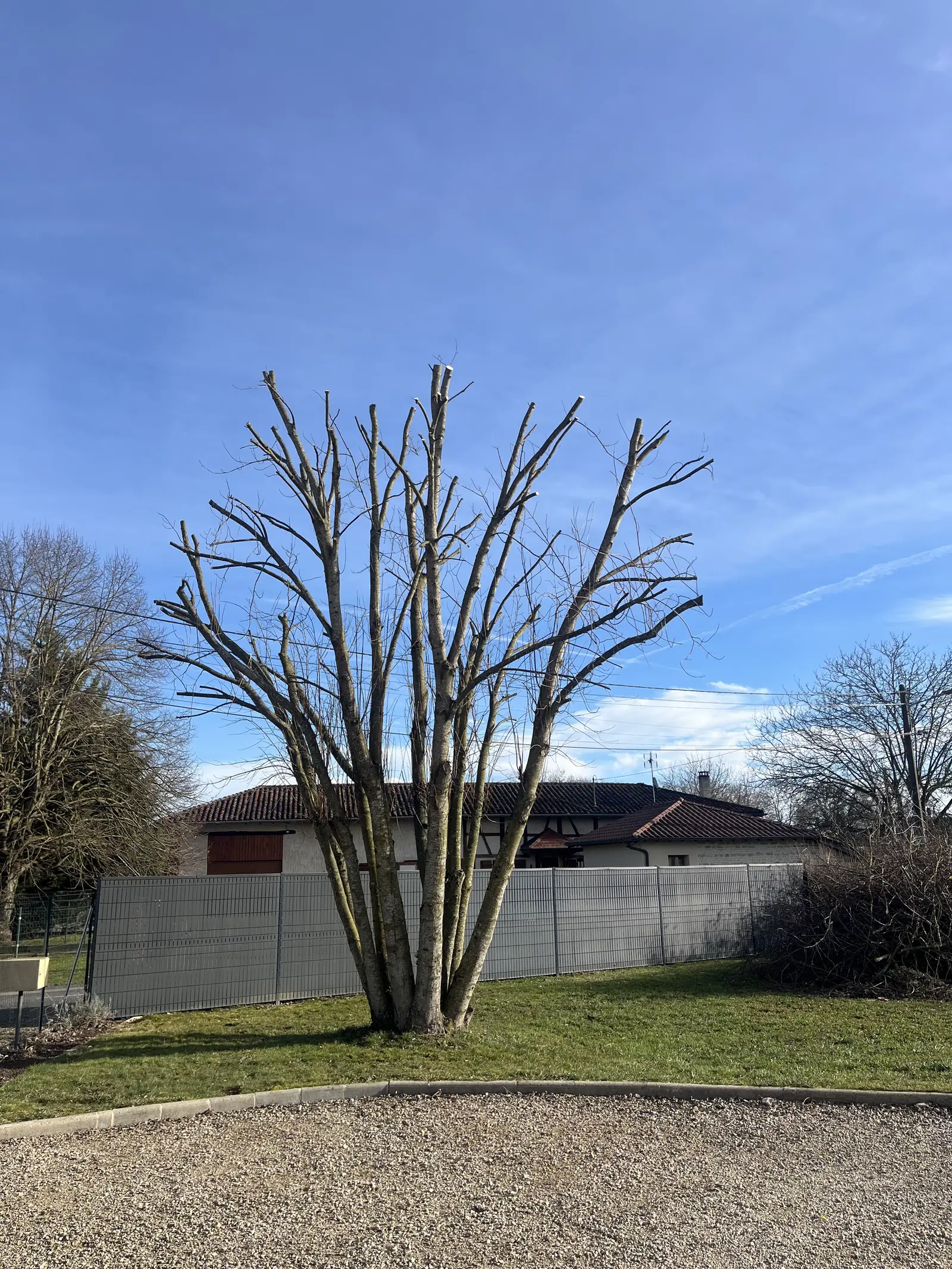 Sur une pelouse au bord d'une allée de gravier, un arbre à plusieurs troncs dont toutes les branches ont été raccourcies, sous un ciel bleu.