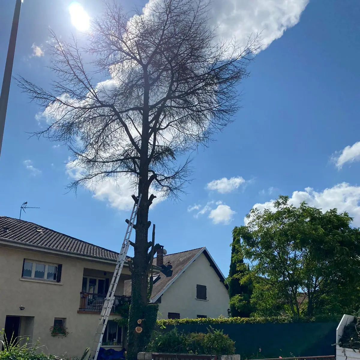 Devant une maison, un grand arbre dont les branches basses sont coupées, une échelle posée contre le tronc.