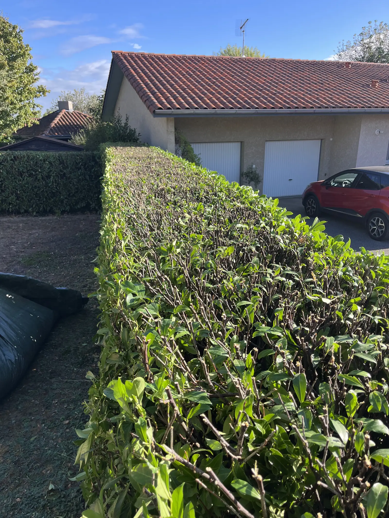 Une longue haie au dessus taillé bien droit devant une maison, les coupes ramassées sur une bâche posée au pied.